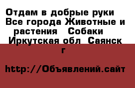 Отдам в добрые руки  - Все города Животные и растения » Собаки   . Иркутская обл.,Саянск г.